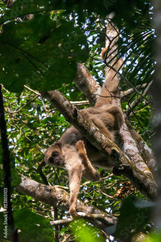 Northern muriqui photographed in Santa Maria de Jetiba, Espirito Santo. Southeast of Brazil. Atlantic Forest Biome. Picture made in 2016. © Leonardo