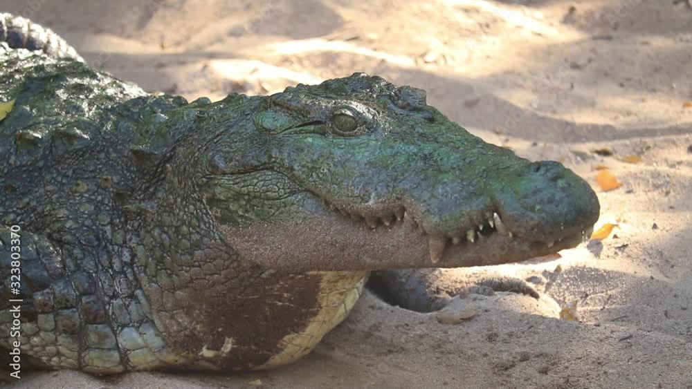 Closeup Of Head Of Alligator Or Crocodile Opening And Closing Its Jaws Mouth Sharp Teeth Visible Closeup Of Head Of Alligator Or Crocodile Opening And Closing Its Jaws Mouth Sharp Teeth Visible