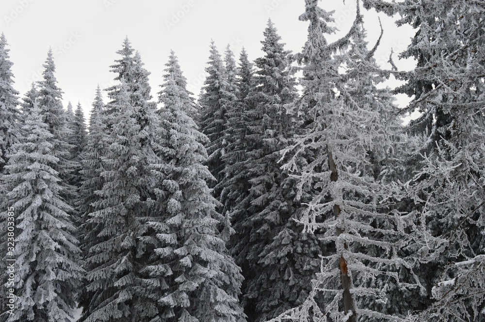 Obraz premium mountain landscape in winter on snow
