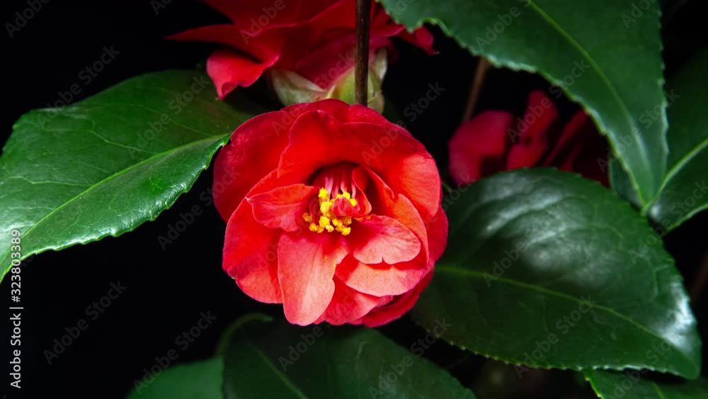 Camellia Red Flower Blooming in Time Lapse on a Black Background. Plant Opens Blossom. Variety Cambelli Camellia Red Flower Blooming in Time Lapse on a Black Background. Plant Opens Blossom. Variety Cambelli