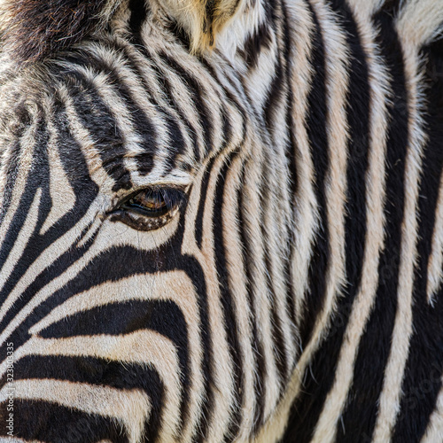 Abstract background of the close up of a zebra face in square composition