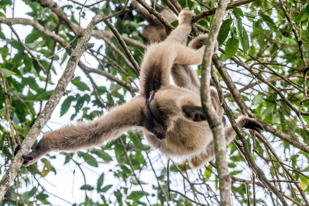 Obraz premium Northern muriqui photographed in Santa Maria de Jetiba, Espirito Santo. Southeast of Brazil. Atlantic Forest Biome. Picture made in 2016.