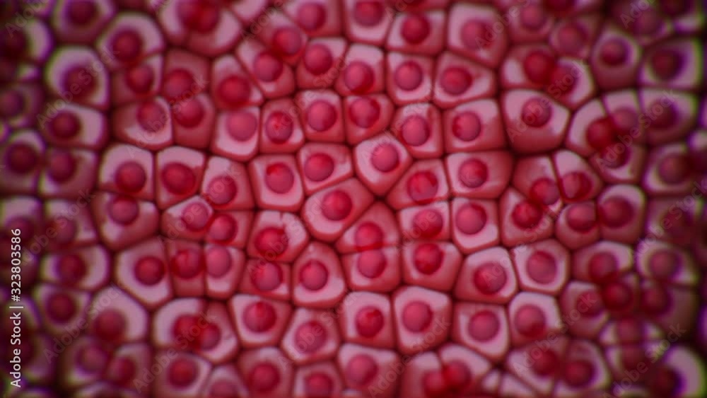 Red eukaryotic cell dynamic motion. Seamless loop. View under the ...