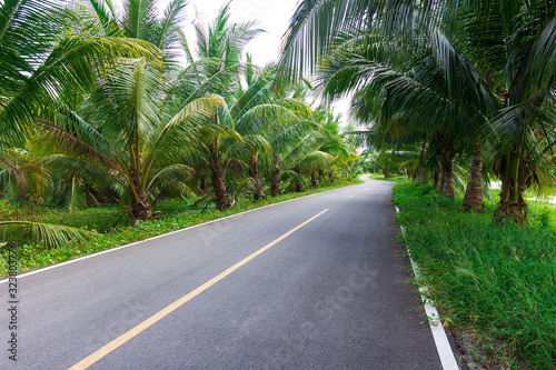 Road with coconut trees on both sides.