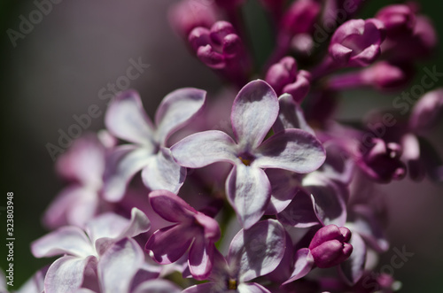Delicate Lilac Blossoms Blooming in Early Spring