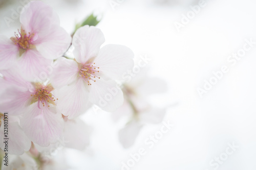 Cherry Blossoms  Sakura Blooming in Japan