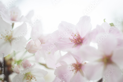 Fototapeta Naklejka Na Ścianę i Meble -  Cherry Blossoms, Sakura Blooming in Japan