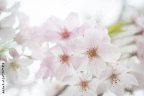 Cherry Blossoms  Sakura Blooming in Japan