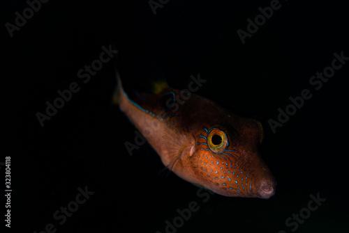 Valentin’s Sharpnose Puffer photo