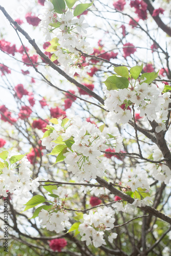 Cherry Blossoms, Sakura Blooming in Japan