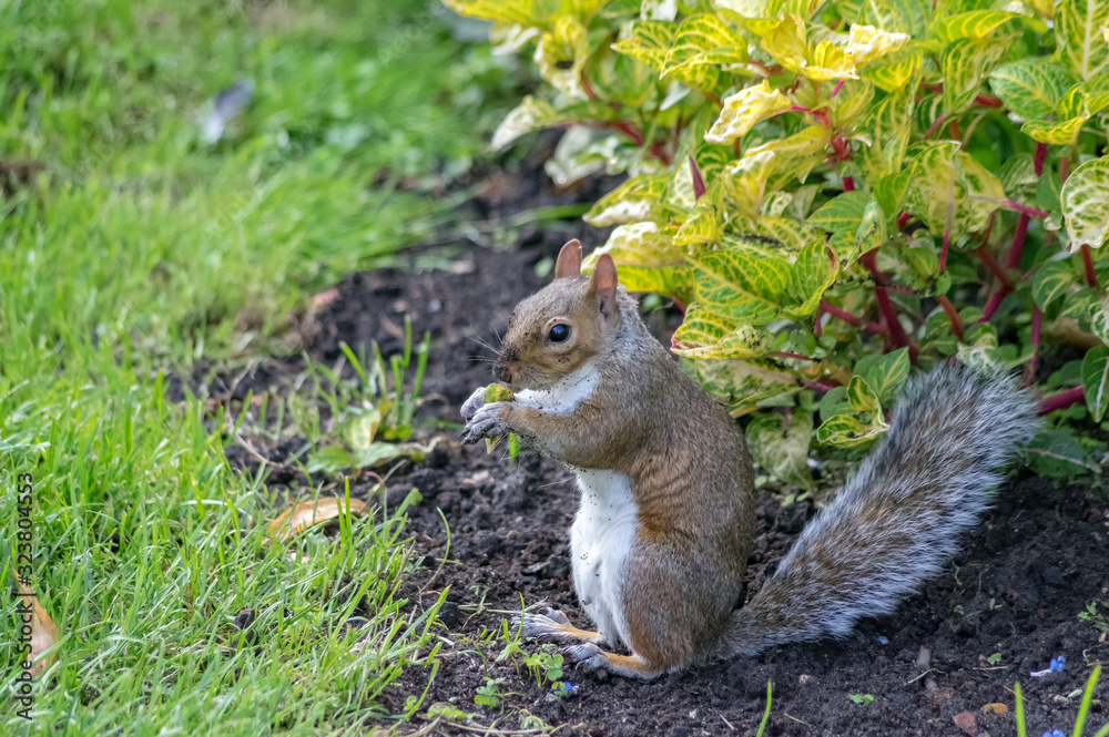 Obraz premium Squirrel.