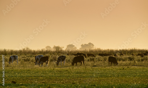 Steers grazing on the Pampas plain, Argentina © foto4440