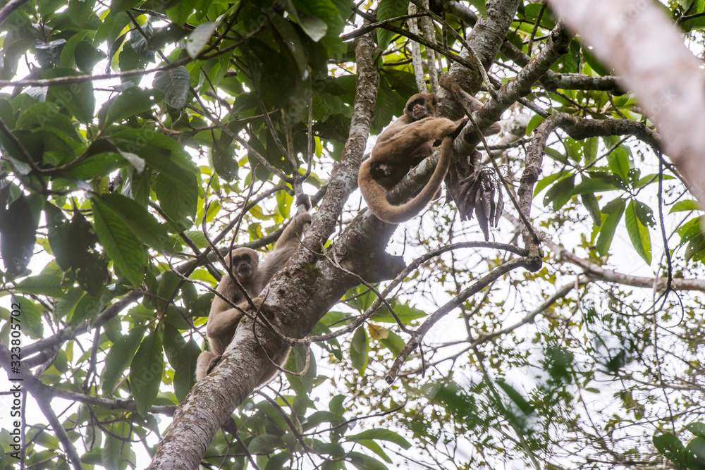 Northern muriqui photographed in Santa Maria de Jetiba, Espirito Santo. Southeast of Brazil. Atlantic Forest Biome. Picture made in 2016. Northern muriqui photographed in Santa Maria de Jetiba, Espirito Santo. Southeast of Brazil. Atlantic Forest Biome. Picture made in 2016.