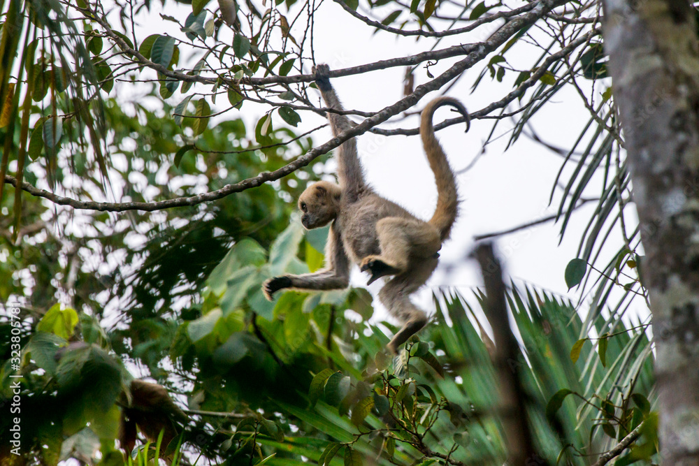 Fototapeta premium Northern muriqui photographed in Santa Maria de Jetiba, Espirito Santo. Southeast of Brazil. Atlantic Forest Biome. Picture made in 2016.