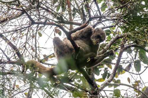 Northern muriqui photographed in Santa Maria de Jetiba, Espirito Santo. Southeast of Brazil. Atlantic Forest Biome. Picture made in 2016.
