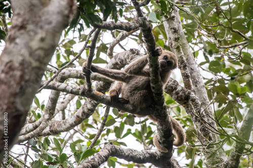 Northern muriqui photographed in Santa Maria de Jetiba, Espirito Santo. Southeast of Brazil. Atlantic Forest Biome. Picture made in 2016.