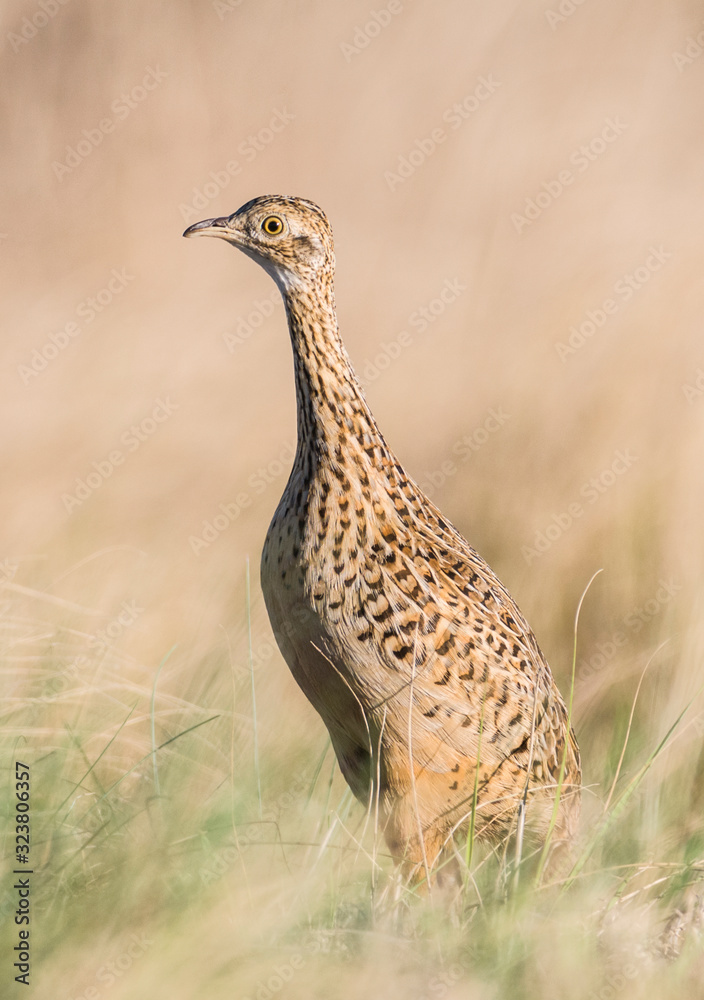 Tinamou in grassland environment, Pampas, Argentina Tinamou in grassland environment, Pampas, Argentina