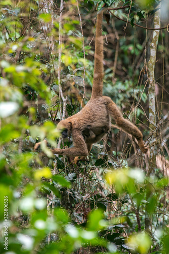 Northern muriqui photographed in Santa Maria de Jetiba, Espirito Santo. Southeast of Brazil. Atlantic Forest Biome. Picture made in 2016.