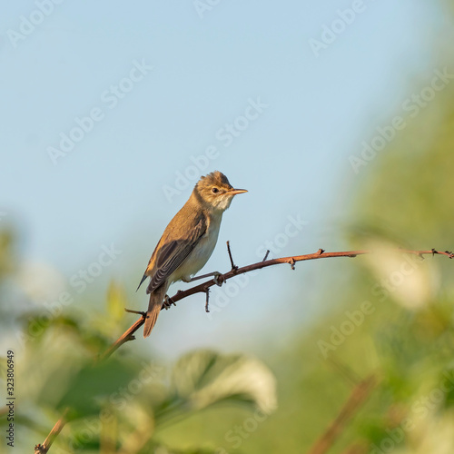  Blyth's reed warbler (Acrocephalus dumetorum) is a warbler of the family Acrocephalidae.
