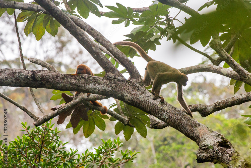 Northern muriqui and Howler monkey photographed in Santa Maria de Jetiba, Espirito Santo. Southeast of Brazil. Atlantic Forest Biome. Picture made in 2016. Northern muriqui and Howler monkey photographed in Santa Maria de Jetiba, Espirito Santo. Southeast of Brazil. Atlantic Forest Biome. Picture made in 2016.