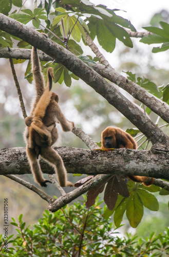 Northern muriqui and Howler monkey photographed  in Santa Maria de Jetiba, Espirito Santo. Southeast of Brazil. Atlantic Forest Biome. Picture made in 2016.