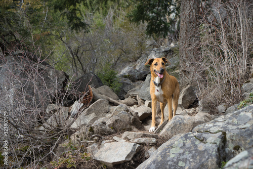 Hiking Dog, Wilderness