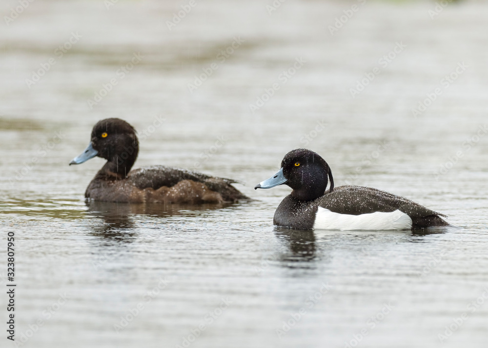 The tufted duck (Aythya fuligula) is a small diving duck. The tufted duck (Aythya fuligula) is a small diving duck.