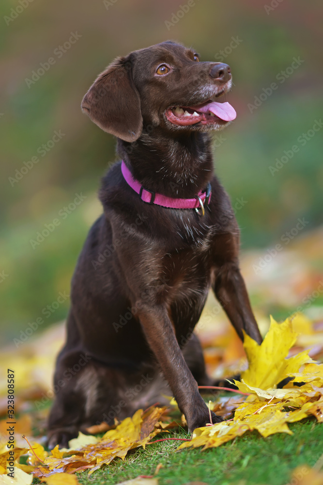 Brown mixed-breed dog (Labrador Retriever mix) sitting outdoors on fallen yellow maple leaves in autumn Brown mixed-breed dog (Labrador Retriever mix) sitting outdoors on fallen yellow maple leaves in autumn
