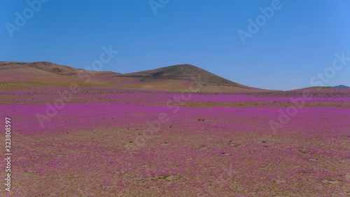 Atacama desert covered with endemic wild flowers Cistanthe grandiflora known as "Pata de Guanaco", low altitude aerial view