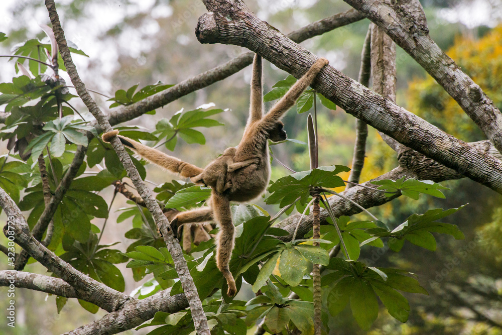 Obraz premium Northern muriqui photographed in Santa Maria de Jetiba, Espirito Santo. Southeast Brazil. Atlantic Forest Biome. Picture made in 2016.