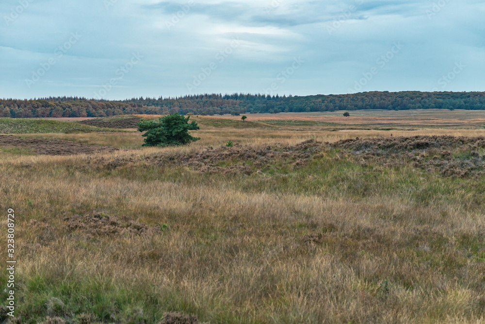 Hilly grassland with some pine trees under cloudy sky.