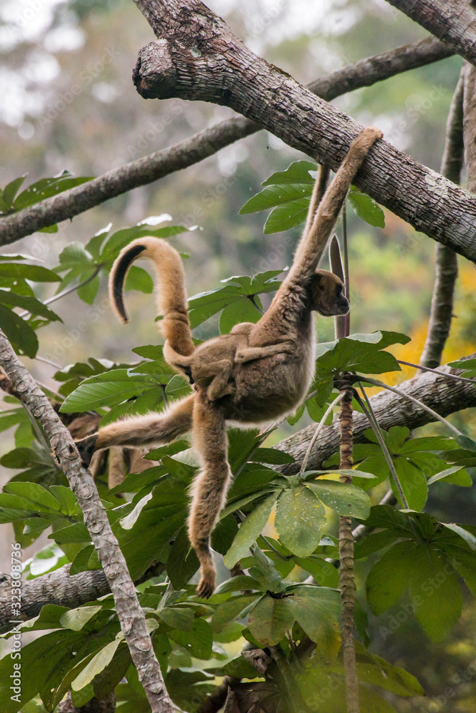 Naklejka premium Northern muriqui photographed in Santa Maria de Jetiba, Espirito Santo. Southeast Brazil. Atlantic Forest Biome. Picture made in 2016.
