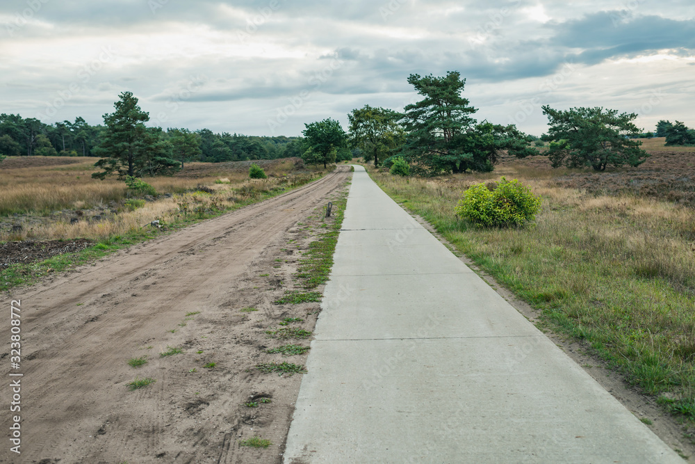 Road in hilly grassland with some pine trees under cloudy sky.