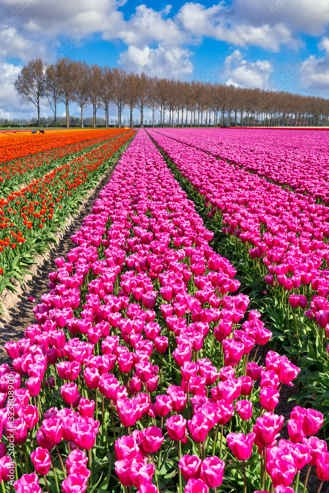 Tulpenblüte in Holland