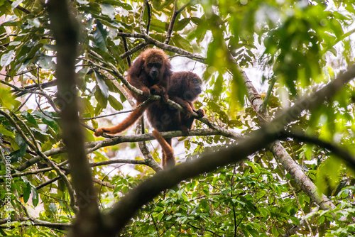 Howler monkey photographed in Santa Maria de Jetiba, Espirito Santo. Southeast of Brazil. Atlantic Forest Biome. Picture made in 2016.