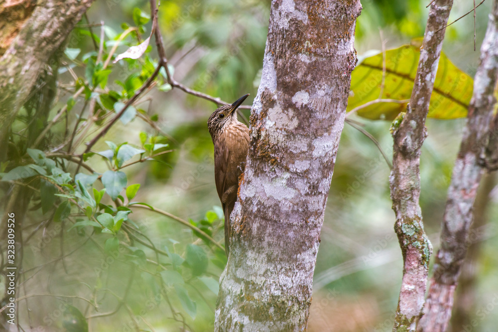 Obraz premium White throated Woodcreeper photographed in Santa Maria de Jetiba, Espirito Santo. Southeast of Brazil. Atlantic Forest Biome. Picture made in 2016.