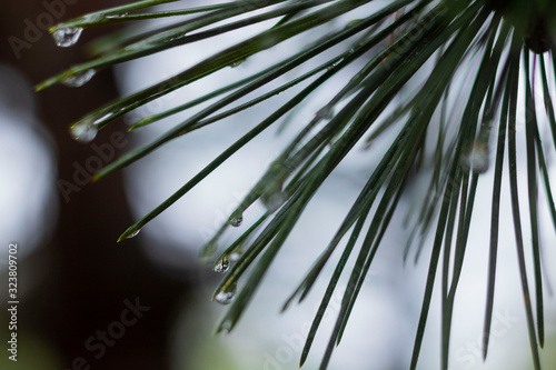 Baum