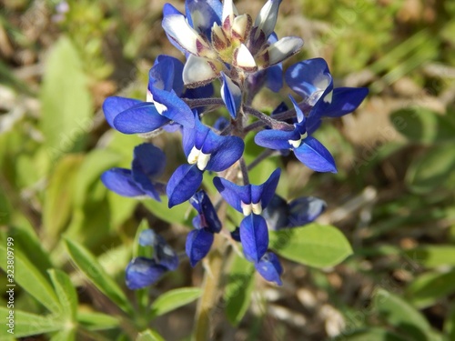 Lone Blue Bonnet