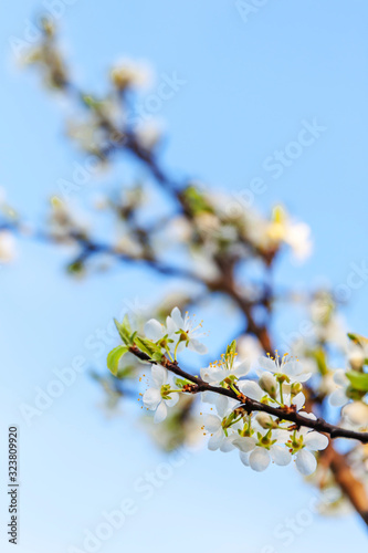 Beautiful white cherry blossom sakura flowers in spring time. Nature background with flowering cherry tree. Inspirational natural floral blooming garden or park. Flower art design. © Юлия Завалишина