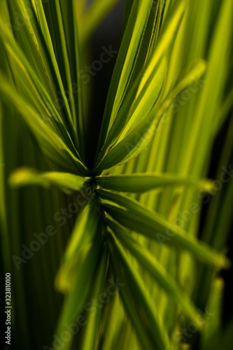 Abstract leaves