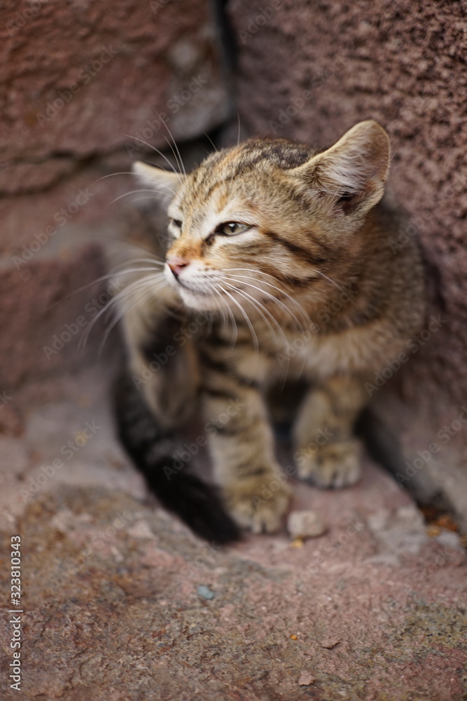 Cute tabby grey kitten paw scratches behind the ear. Cat portrai Cute tabby grey kitten paw scratches behind the ear. Cat portrai
