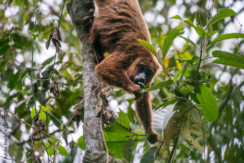 Howler monkey photographed  in Santa Maria de Jetiba, Espirito Santo. Southeast of Brazil. Atlantic Forest Biome. Picture made in 2016.