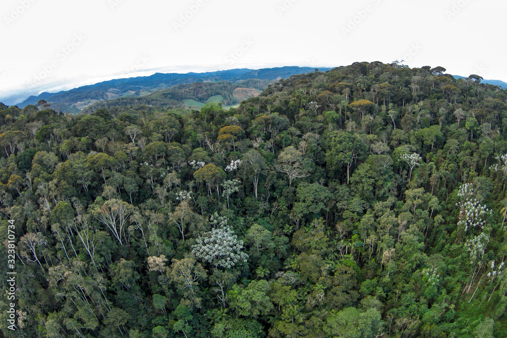  Forest aerial photographed  in Santa Maria de Jetiba, Espirito Santo. Southeast of Brazil. Atlantic Forest Biome. Picture made in 2016.