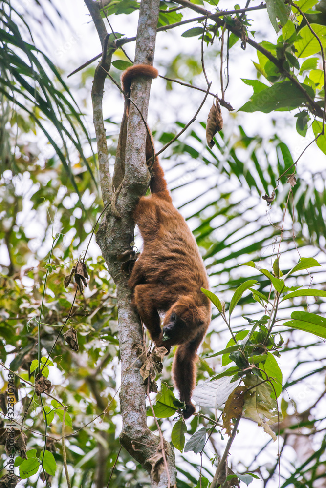 Fototapeta premium Howler monkey photographed in Santa Maria de Jetiba, Espirito Santo. Southeast of Brazil. Atlantic Forest Biome. Picture made in 2016.