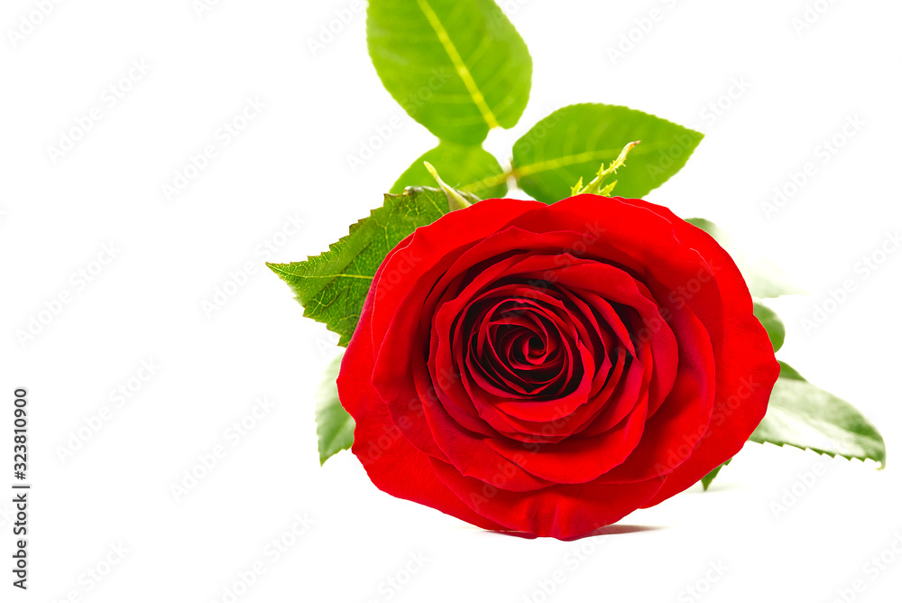 Naklejka premium Beautiful single red rose flower isolated on white background. Red rose is a wonderful flower to express your feelings on International Women's Day, Mother's Day, Valentine's Day, and just to