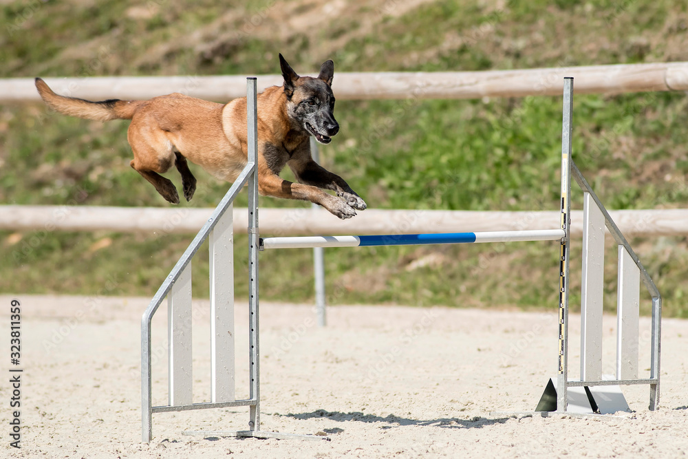 berger-belge-malinois-en-agility-stock-photo-adobe-stock