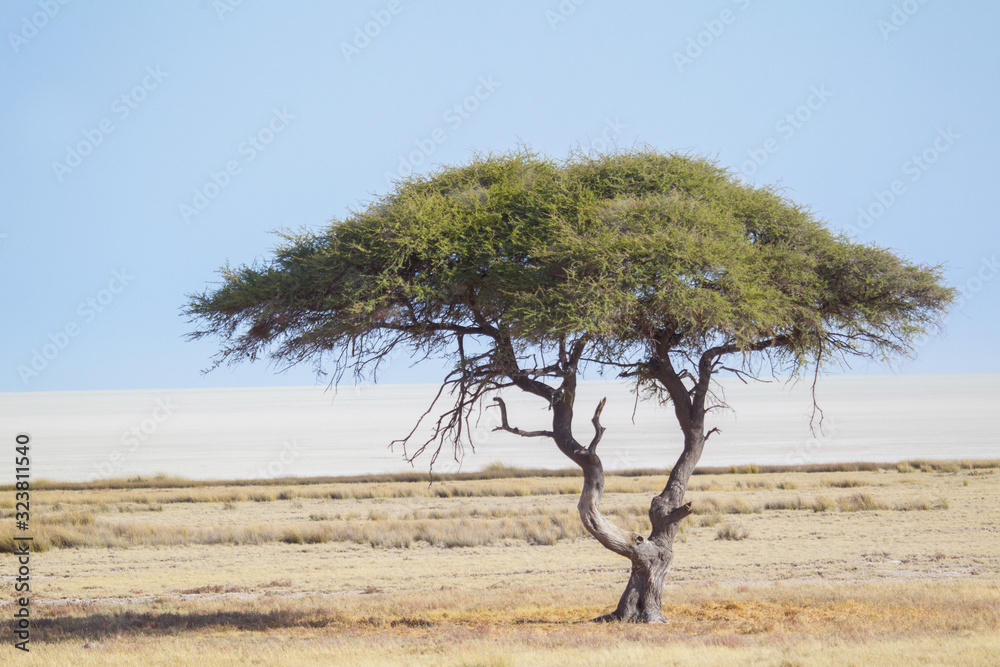 acacia africana