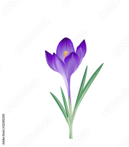 Krokus Blüte, Vektor Illustration isoliert auf weißem Hintergrund