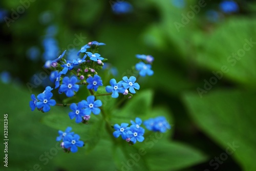 Close up of itty bitty Blue forget me not in my garden myosotis alpestris sylvatica photo