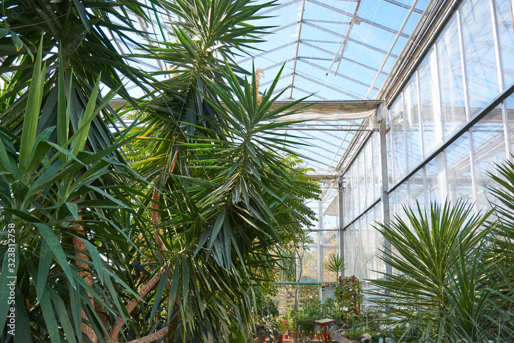 Greenhouse with tropical, exotic plants in the botanical garden. Orangery in the arboretum.